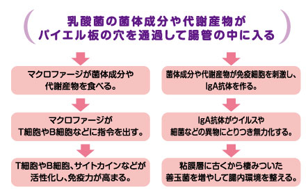 光岡知足先生 インタビュー第2弾 | インタビュー | rainbow-net.co.jp
